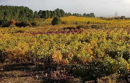 Terra Firma Winery
