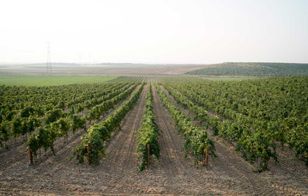 Terra Firma Winery